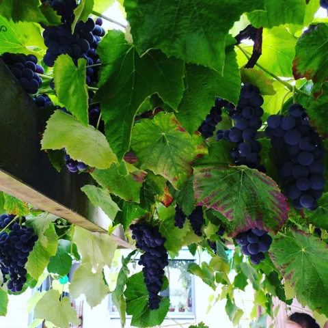 La Ferme des Tilleuls