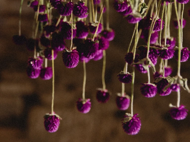 Les Fleurs Séchées