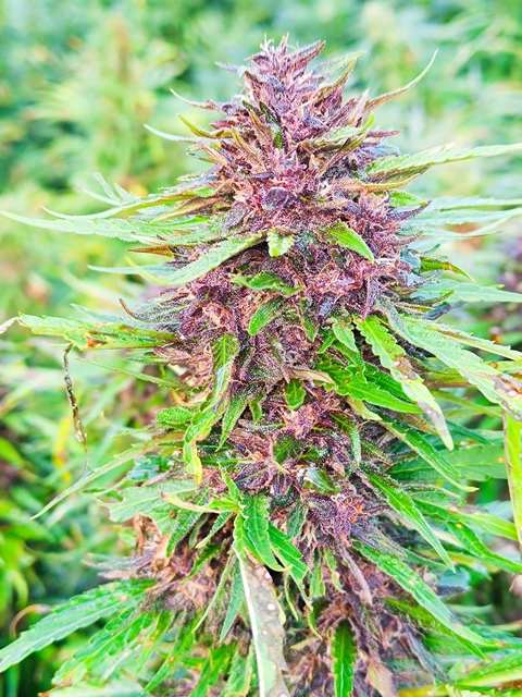 Biscanna 40