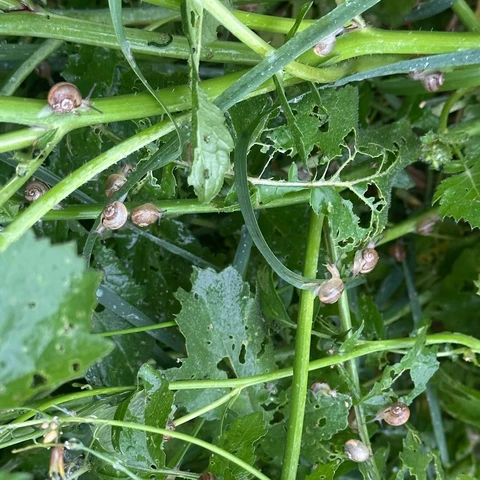 L'Escargot de Mouliherne