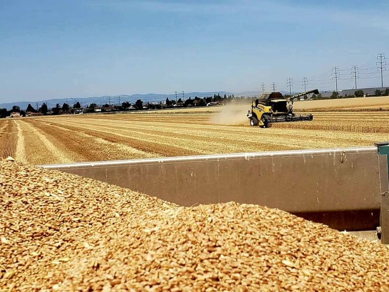 🕓Historique - Le Marché des Gônes