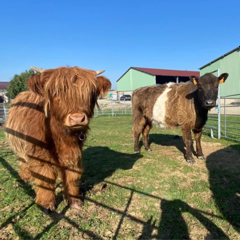 Le Marché des Gônes