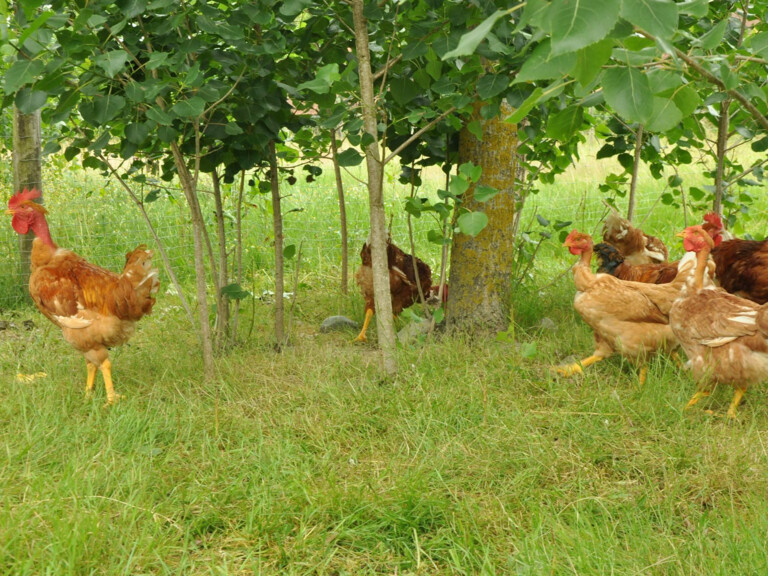 La ferme Bédouret