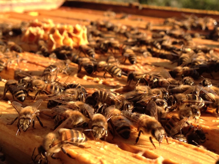 Déplacer le miel plutôt que les abeilles