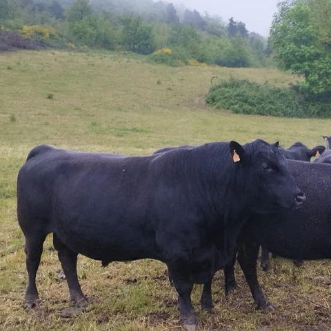 LA FERME DE  L'ETOILE NOIRE