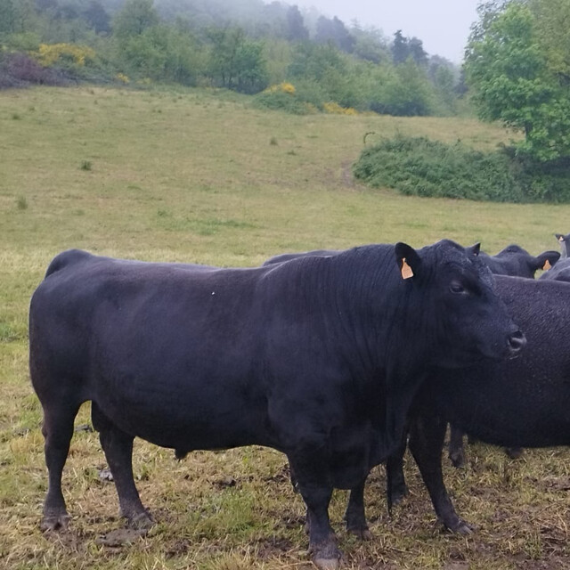 Galerie - LA FERME DE  L'ETOILE NOIRE