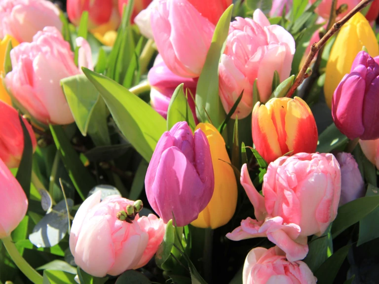 🌿 Les fleurs du moment — directement au marché - Floralice Ferme Florale