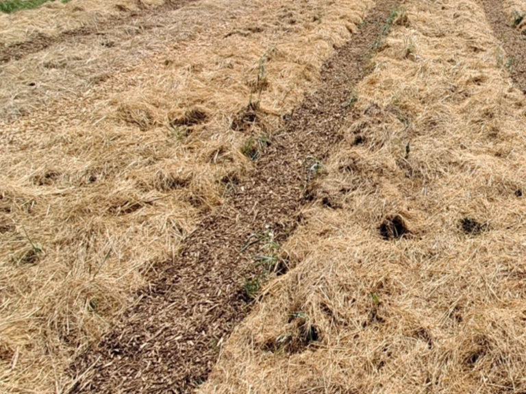 Notre méthode de culture - CALICE DE CHANVRE