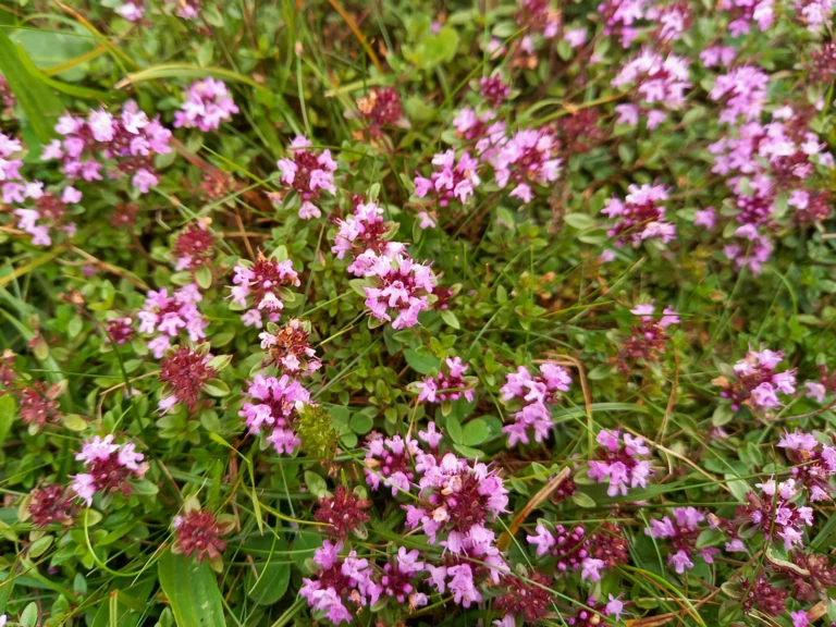 Premières récoltes - L'Harmonie des Simples