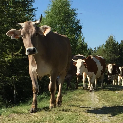 Ferme Pérarnaud