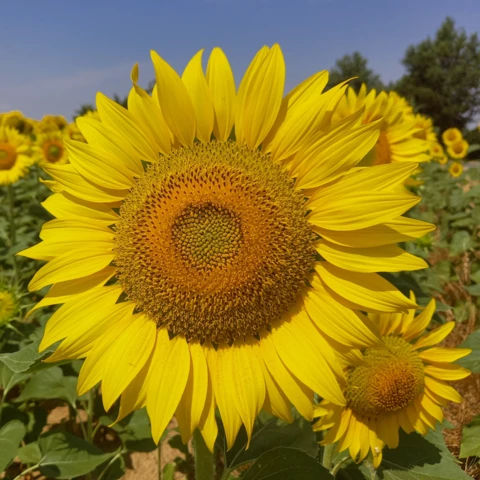 L'Harmonie des Simples