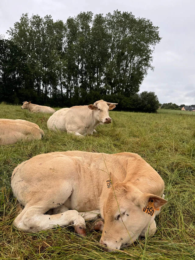 Galerie - La ferme de sous la ville 
