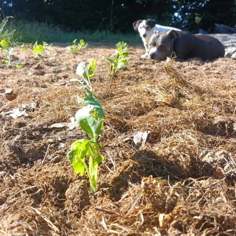 GAEC les petits bregeons