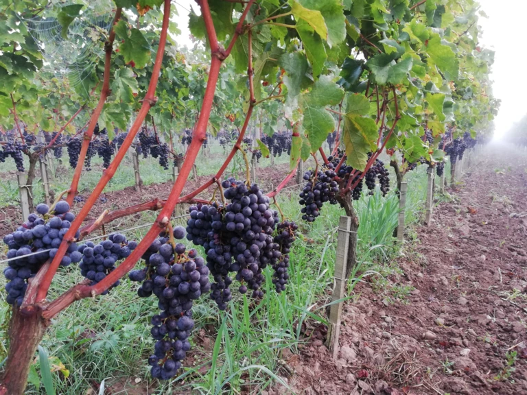 Qui et où sommes nous? - DOMAINE DES ROUILLATS