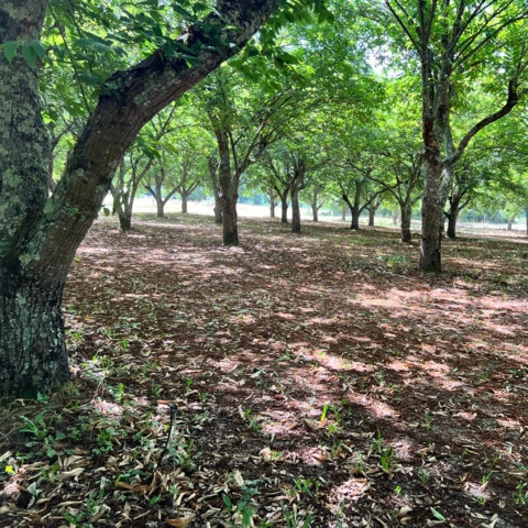 Les Vergers des Doud's