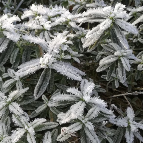 PEPINIERE DE FLEUR EN FLEUR