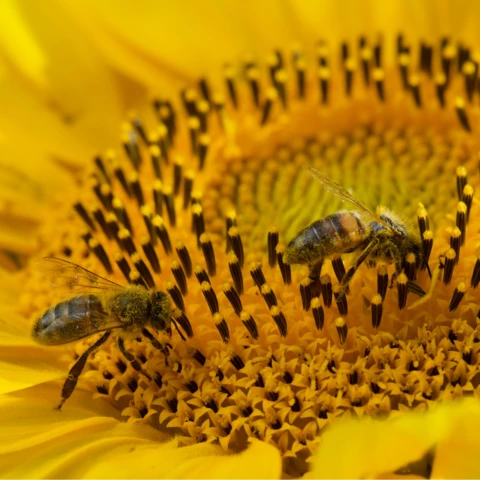 Nos butineuses sur le tournesol - RUCHERS DU FOURNEAU