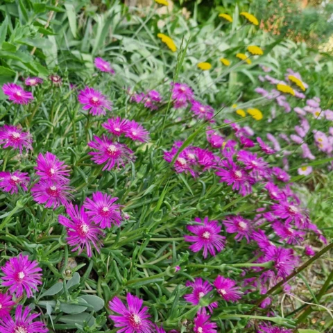 PEPINIERE DE FLEUR EN FLEUR