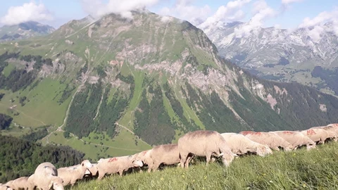 GAEC l'agneau du gardon