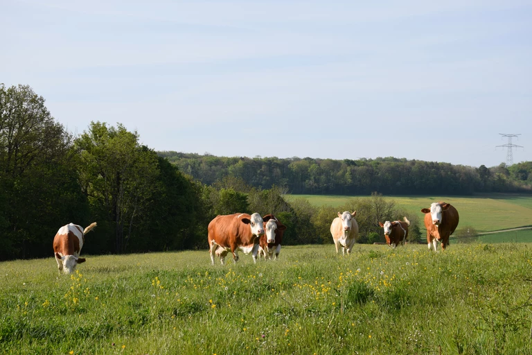 🐮 À la rencontre de notre troupeau de vaches Simmental Française 🐮
