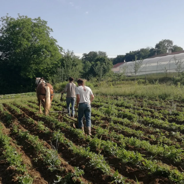 Galerie - Les jardins et la conserverie de Théophile