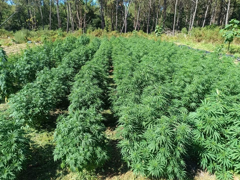 Biscanna 40