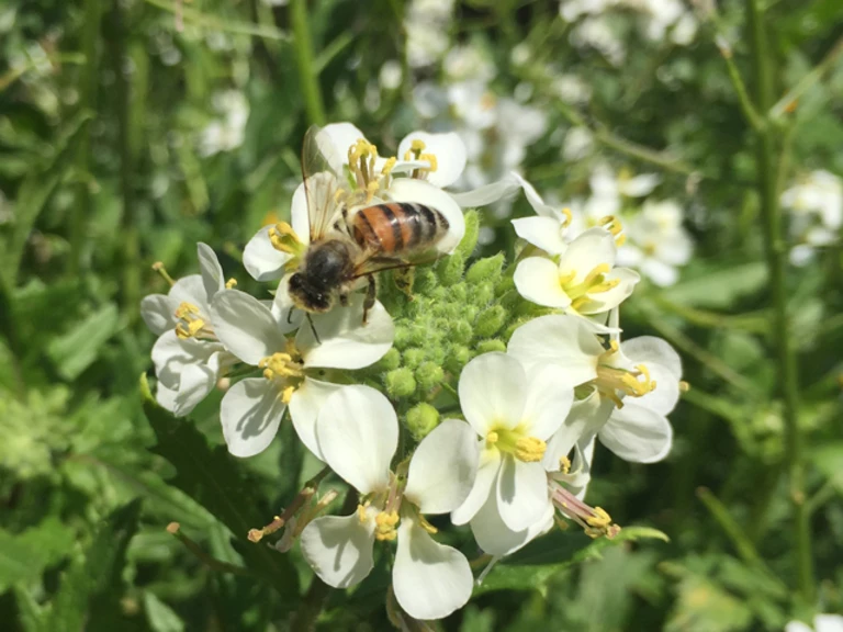 Histoires de terroirs, histoires de fleurs
