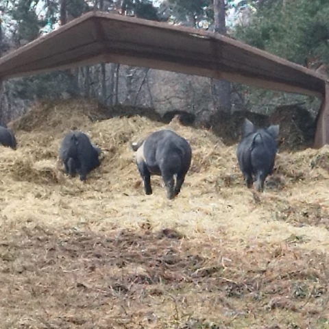 LA FERME DE  L'ETOILE NOIRE