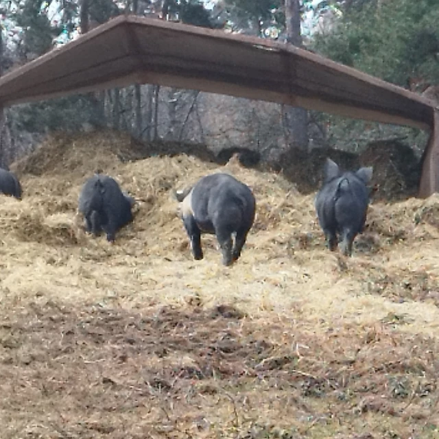 Galerie - LA FERME DE  L'ETOILE NOIRE