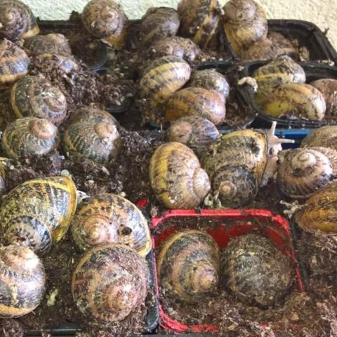 Les escargots de Montvendre