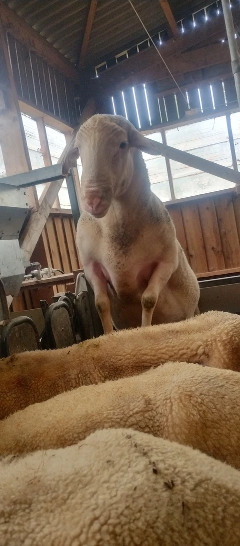 Bergerie de Kroaz Min