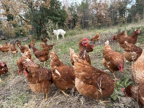 GAEC les jardins du mas serra