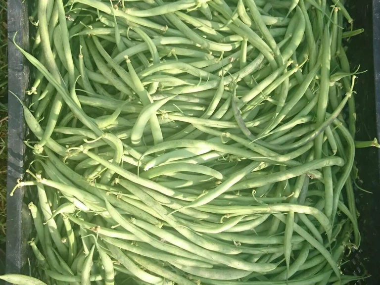 Vos paniers prêts à l'avance ! - Les Maraîchers de l'Auberdière