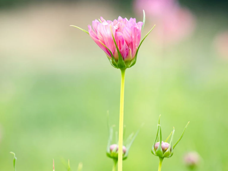💐 Ce que je propose - Ferme florale de la Galagère