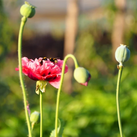 Ferme florale du Salabert
