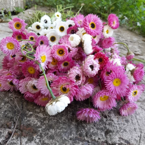 Ferme florale du Salabert