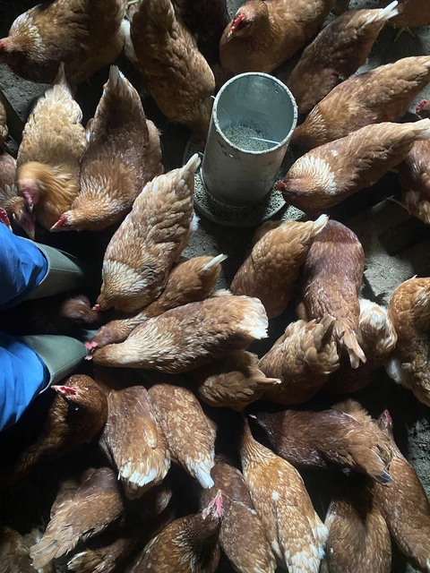 GAEC les jardins du mas serra