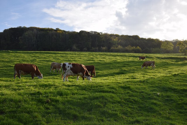 Galerie - La ferme de l'Oze