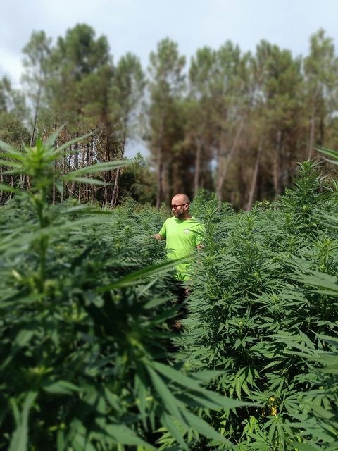 Biscanna 40