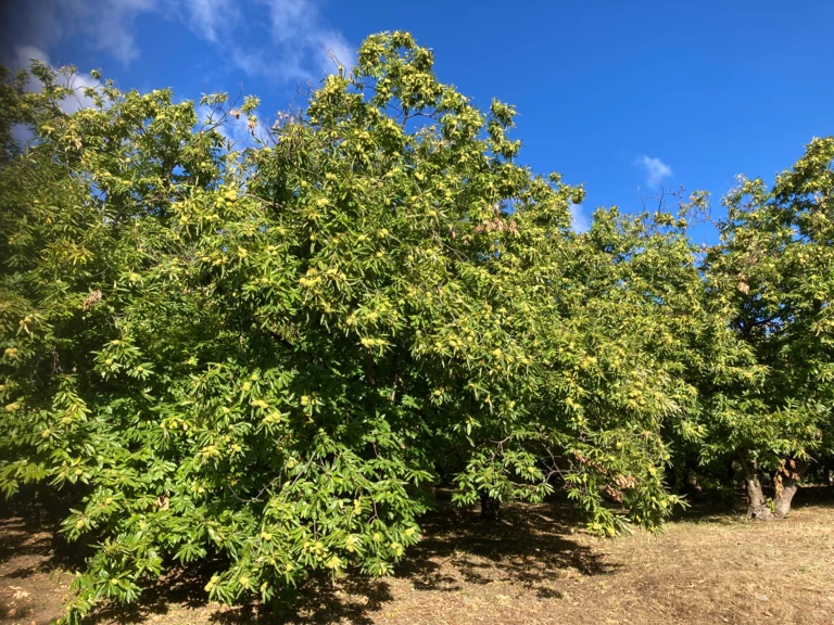 Châtaigneraie  - L'Aïssou