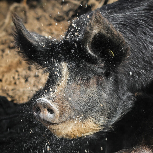 Galerie - LA FERME DE  L'ETOILE NOIRE