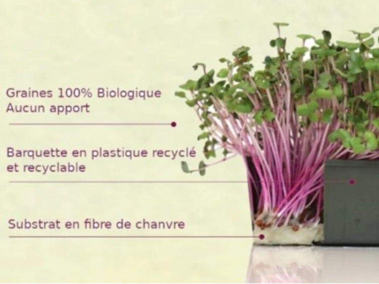 Comment les consommer ? - Les Joyeuses Pousses