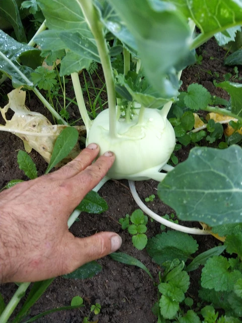 Chou rave ! - Au Jardin du Bonheur