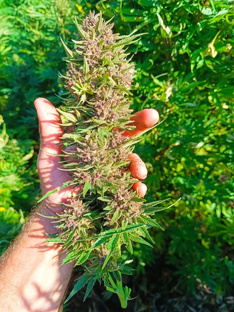 Biscanna 40