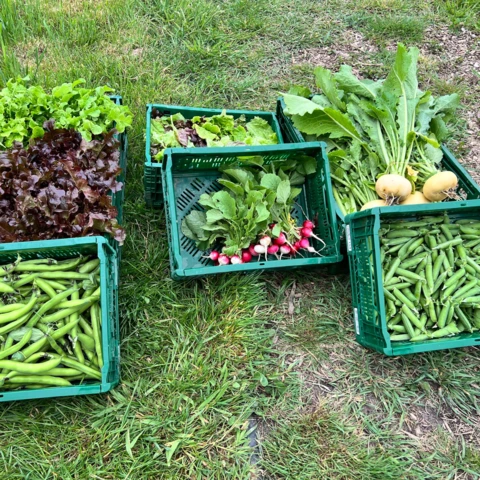 Des légumes de saison - Jardin d'E-Den