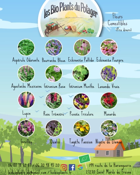 Les Bio Plants du Potager