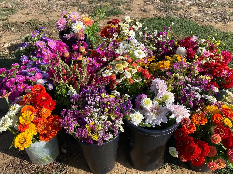 🌿 Les fleurs en vrac - Floralice Ferme Florale