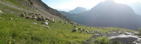 GAEC l'agneau du gardon
