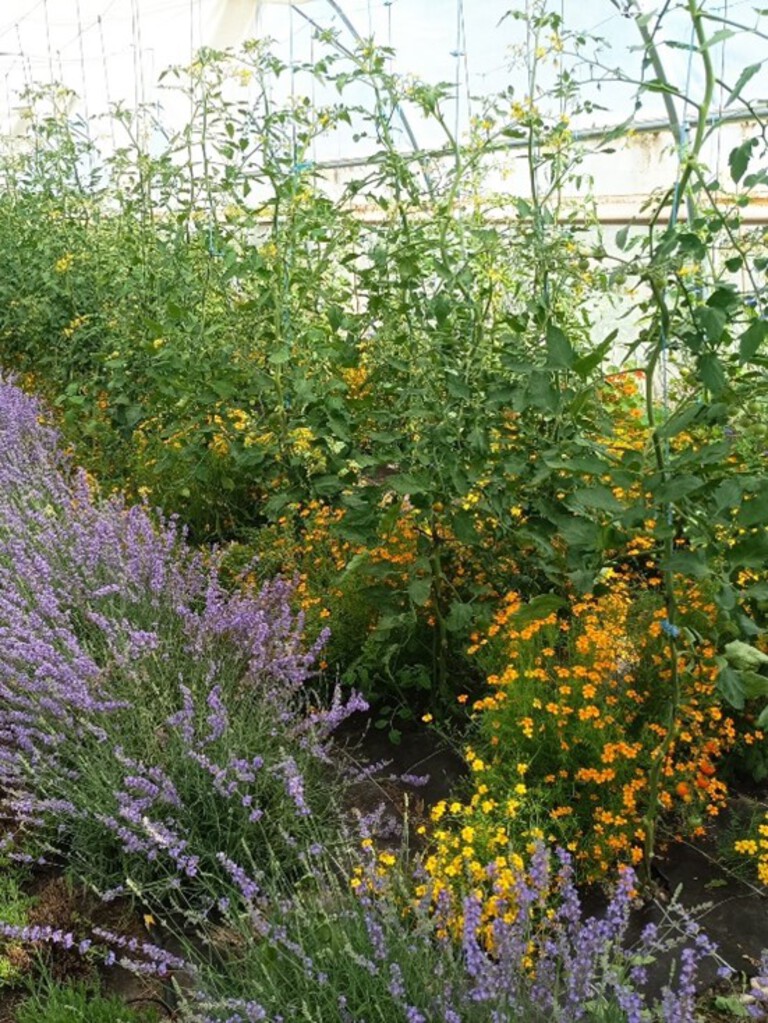 Cosmétiques naturels, plantes aromatiques, légumes : une petite ferme diversifiée au coeur Parc Naturel Régional du Mont Ventoux