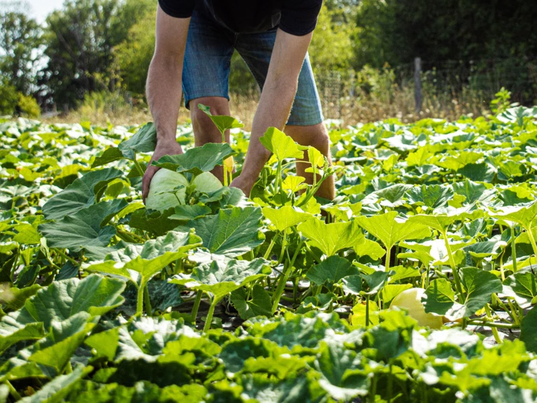 Nos productions à la ferme - LA CLAIRIERE PAYSANNE